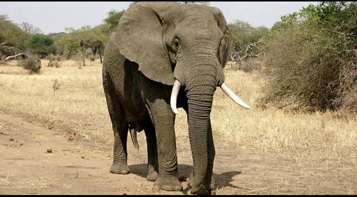 Commune de Djougou: trois éléphants créent la frayeur aux populations de Déna