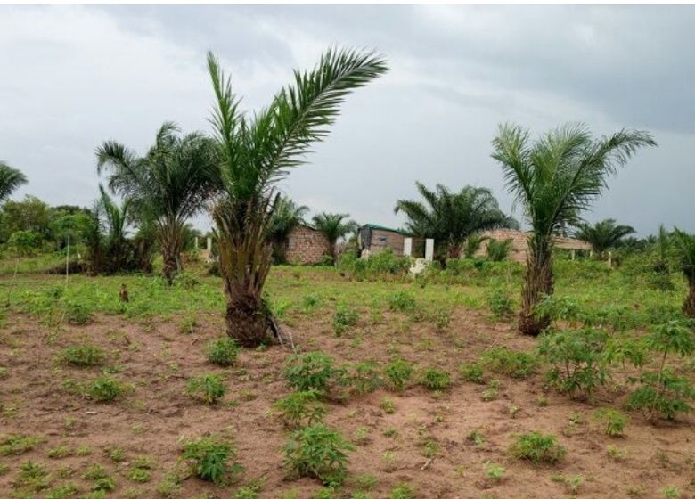 Parcelle vide au Bénin