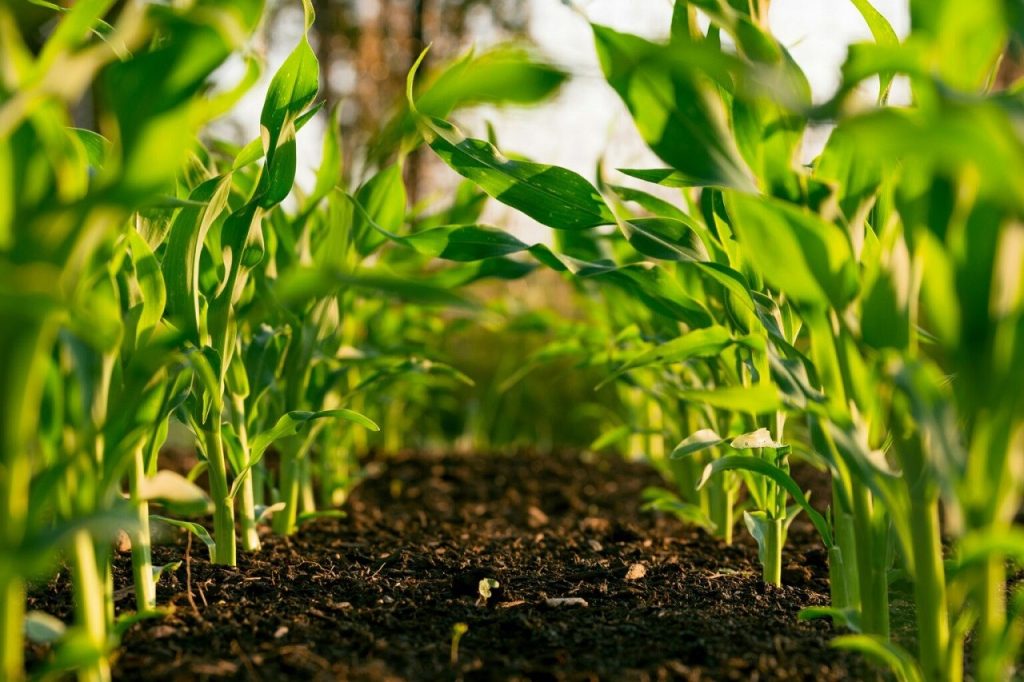 Résilience climatique : la BAD injecte plus de 18 milliards FCFA pour soutenir 150 000 agriculteurs béninois