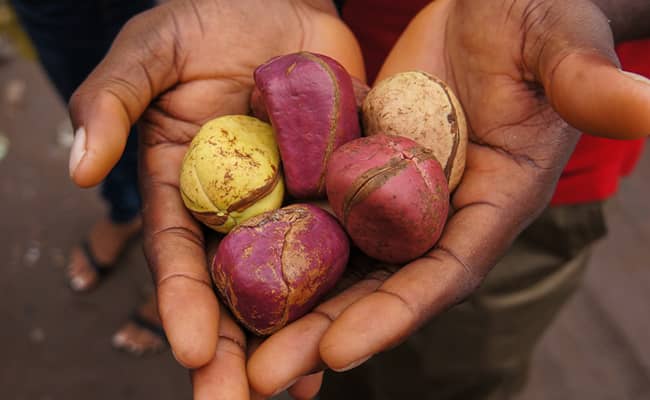 La noix de kola : Symbole ancestral aux multiples facettes.