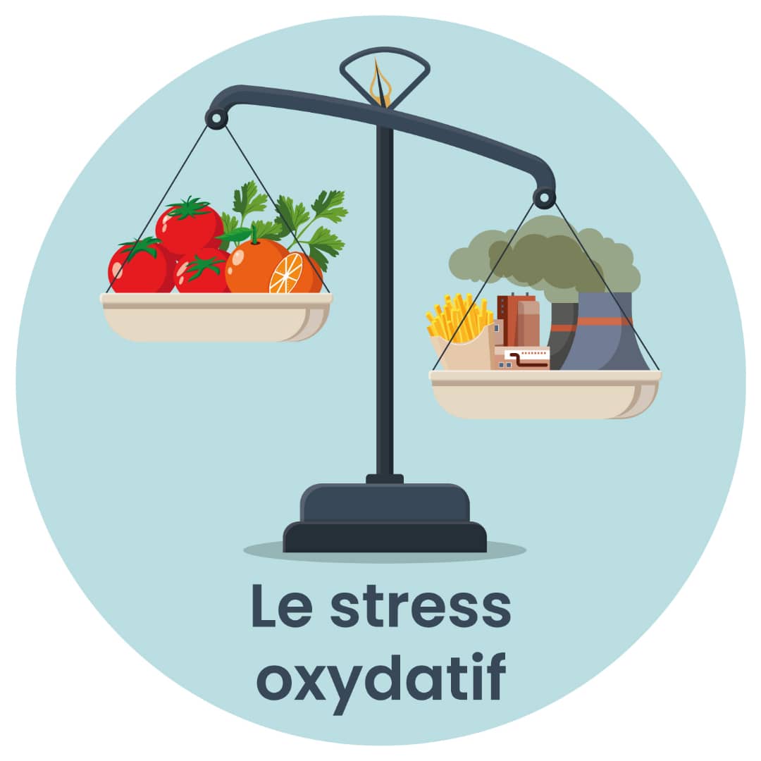 Stress oxydatif : Le saboteur invisible de la santé prostatique.